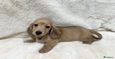 Miniature Dachshund dogs - Advert 12