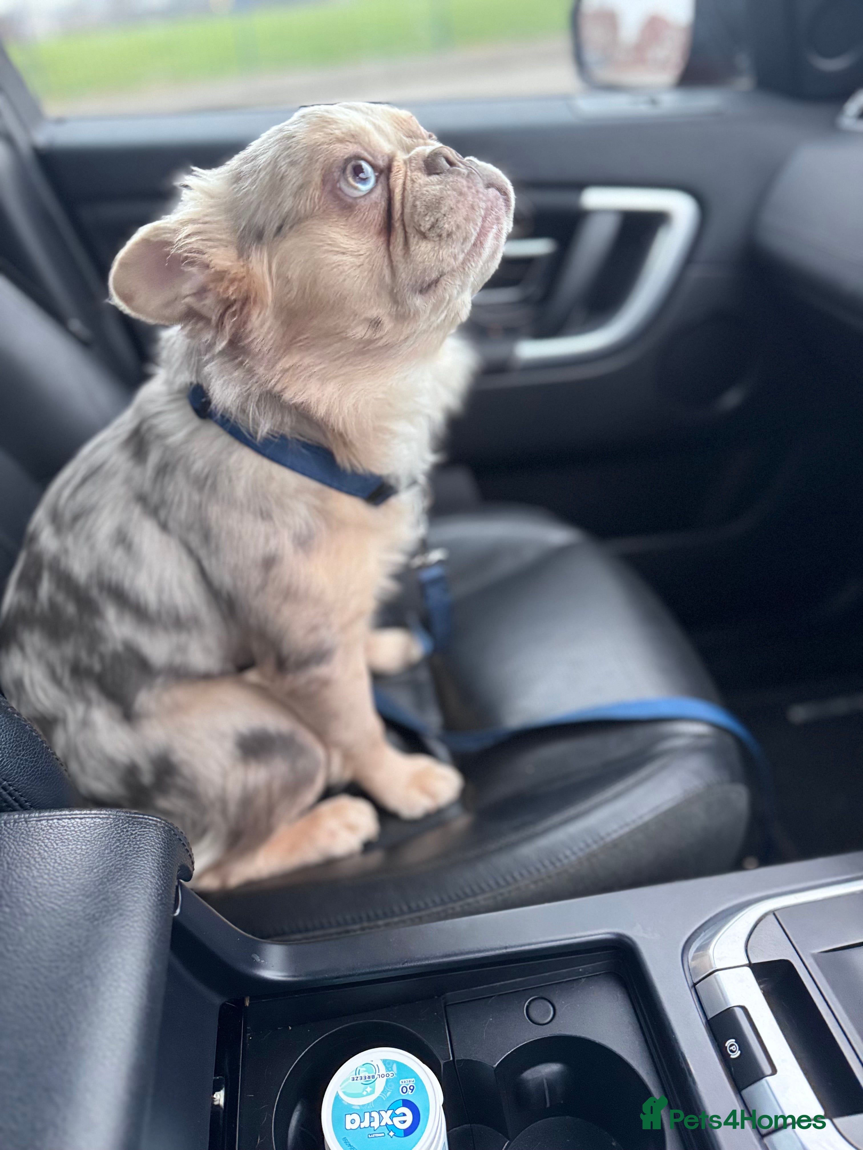 French Bulldog dogs Visual Merle Fluffy Frenchie Stud - Advert 14