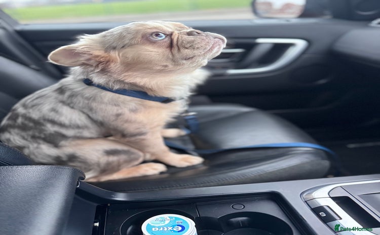 French Bulldog dogs - Advert 3