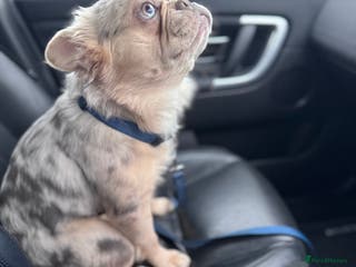 French Bulldog dogs Visual Merle Fluffy Frenchie Stud - Advert 19