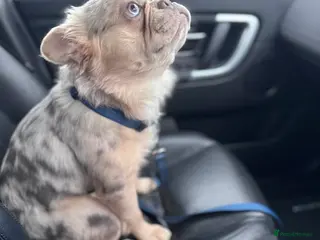 French Bulldog dogs Visual Merle Fluffy Frenchie Stud - Advert 2