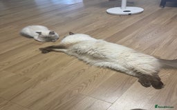 Ragdoll cats for sale: Ragdoll lynx point female kitten 5 months old   - Image 11