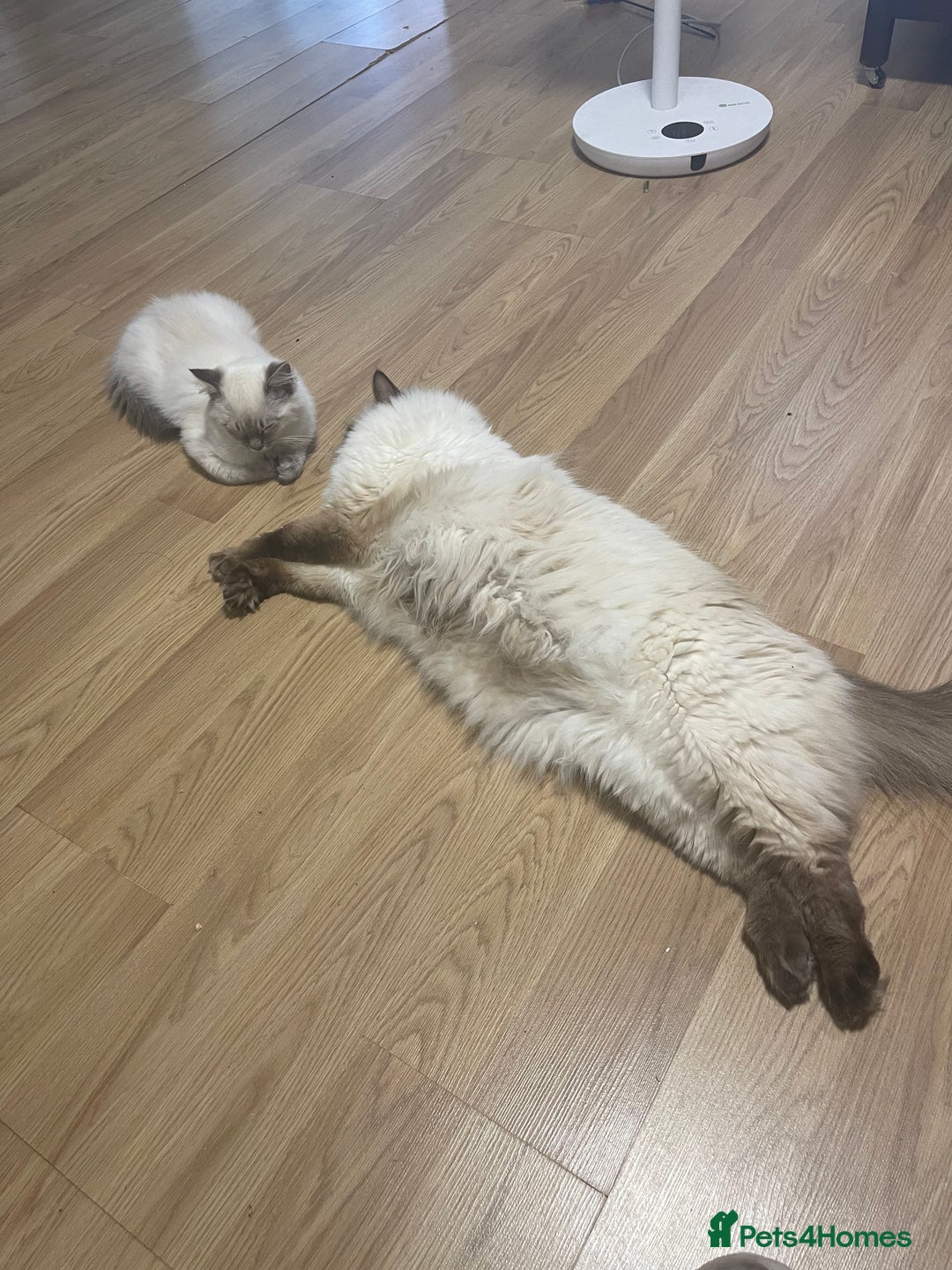 Ragdoll cats for sale: Ragdoll lynx point female kitten 5 months old   - Image 11