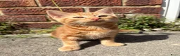 Mixed Breed cats for sale: Gorgeous kittens - Advert 4