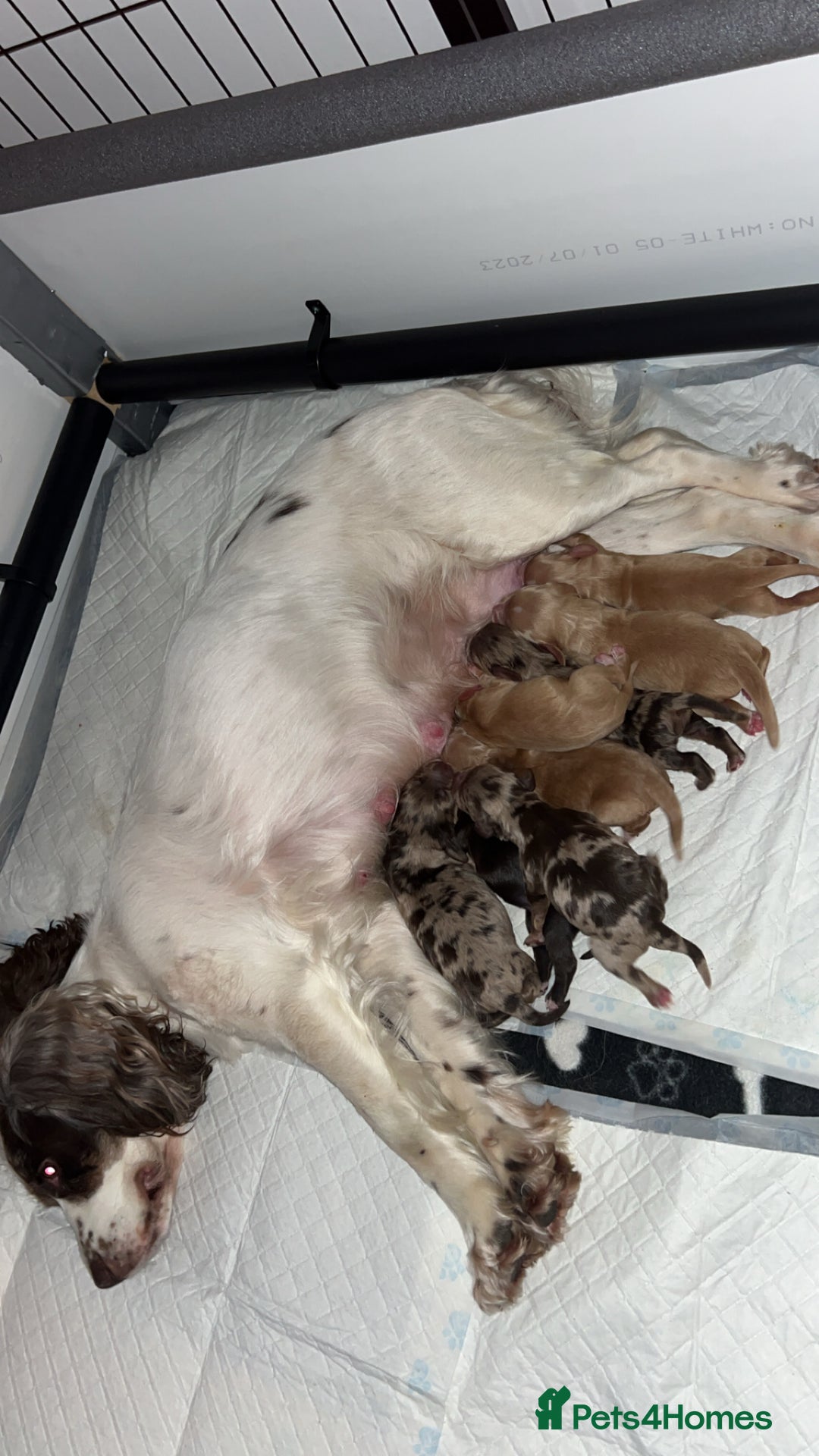 Cocker Spaniel dogs for sale: Working Cocker Spaniel Puppies - Advert 25