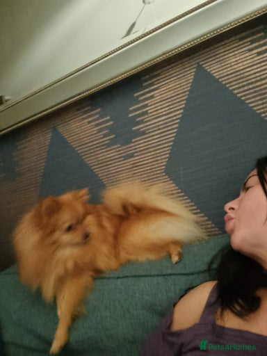 Gallery Image {{count}}