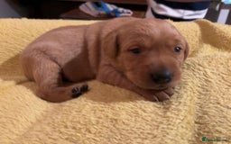 Labrador Retriever dogs for sale: Plump little Red Labrador Puppies! - Image 24