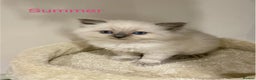 Ragdoll cats for sale: Exquisite, truly unique Ragdolls & Ragfold kittens - Advert 8
