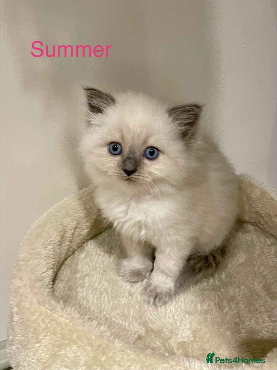 Ragdoll cats for sale: Exquisite, truly unique Ragdolls & Ragfold kittens - Advert 8