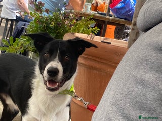 Border Collie dogs in London - Advert 1