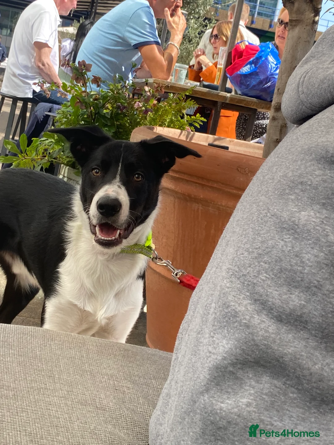 Border Collie dogs for stud: Border collie stud in London - Advert 1