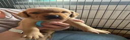 Labrador Retriever dogs for sale: Labrador Retriever Puppies 🐾 in Diss - Advert 9