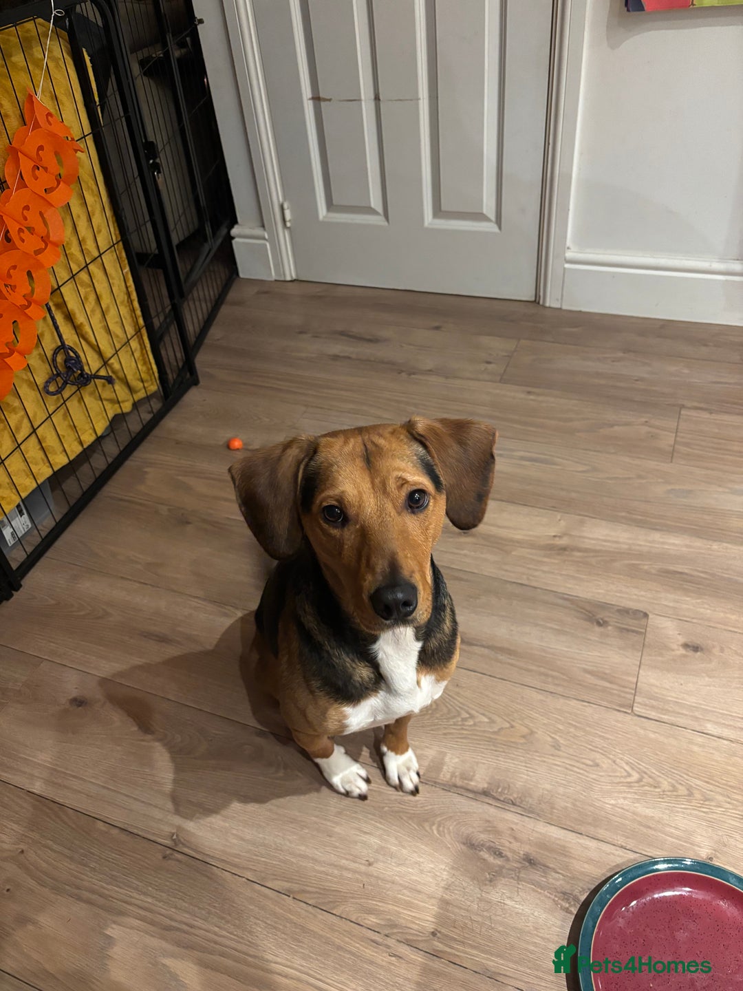 Mixed Breed dogs for sale: looking for an understanding home for our rescue - Advert 4