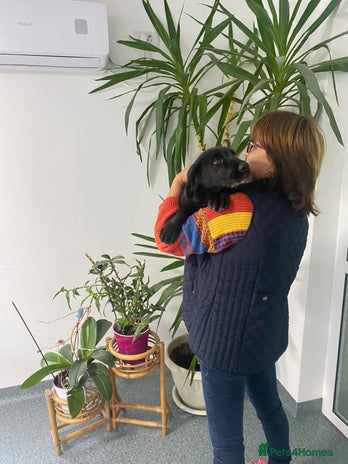 Mixed Breed dogs - Advert 7