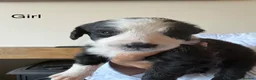 Sheepadoodle dogs for sale: Stunning Sheepadoodle puppies  - Advert 16