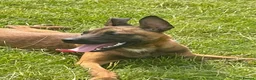 Mixed Breed dogs for sale: Adorable Bullmastiff x Malinois puppies!  in Kettering - Advert 5