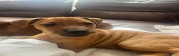 Mixed Breed dogs for sale: Stunning playful puppies  - Advert 5
