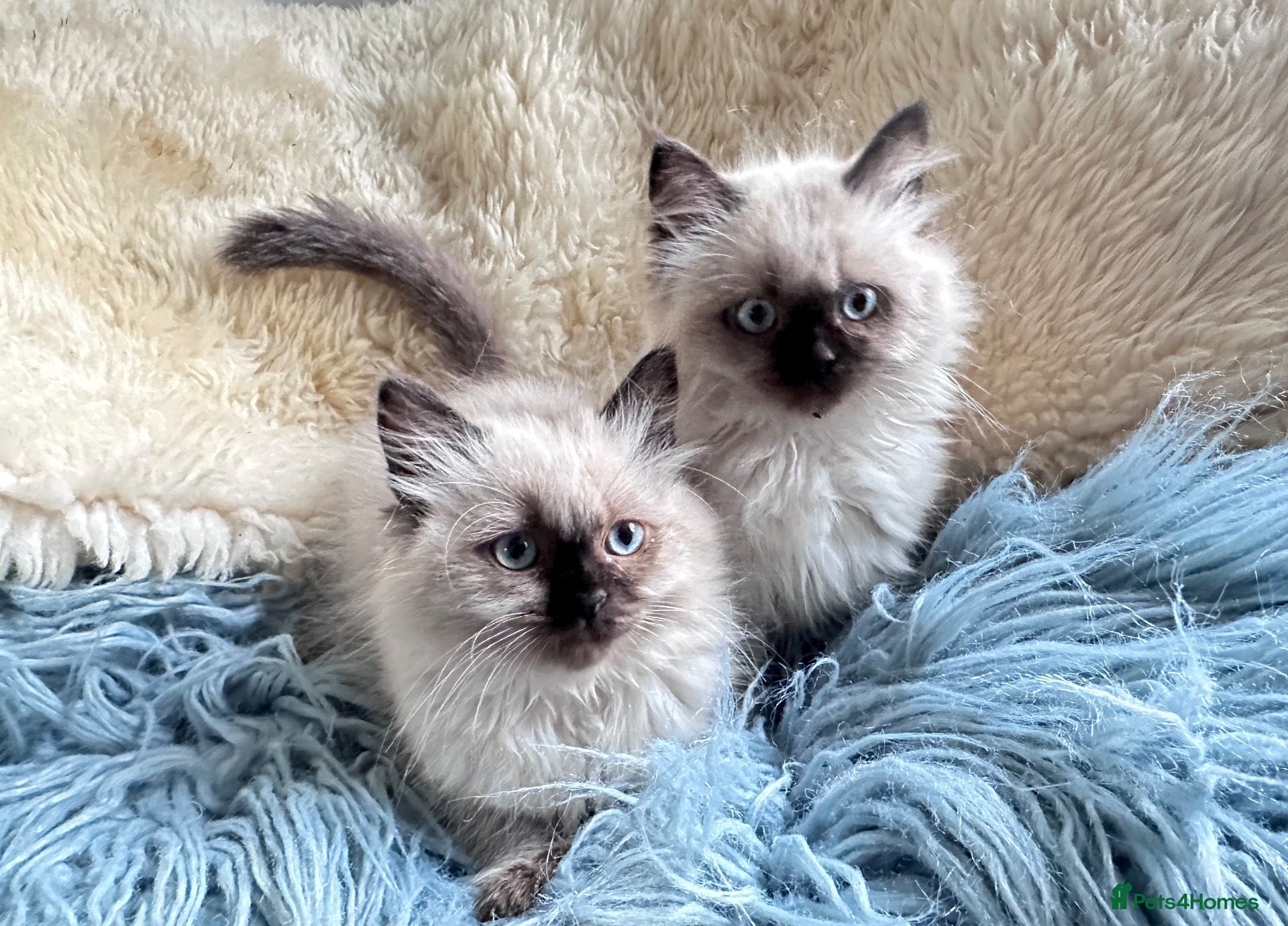 Ragdoll cats Ragdoll kittens - 2 girls available  - Advert 1