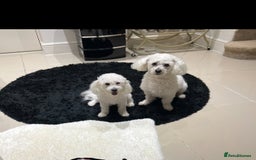 Bichon Frise dogs for sale: Pure Bichon Frise - Image 21
