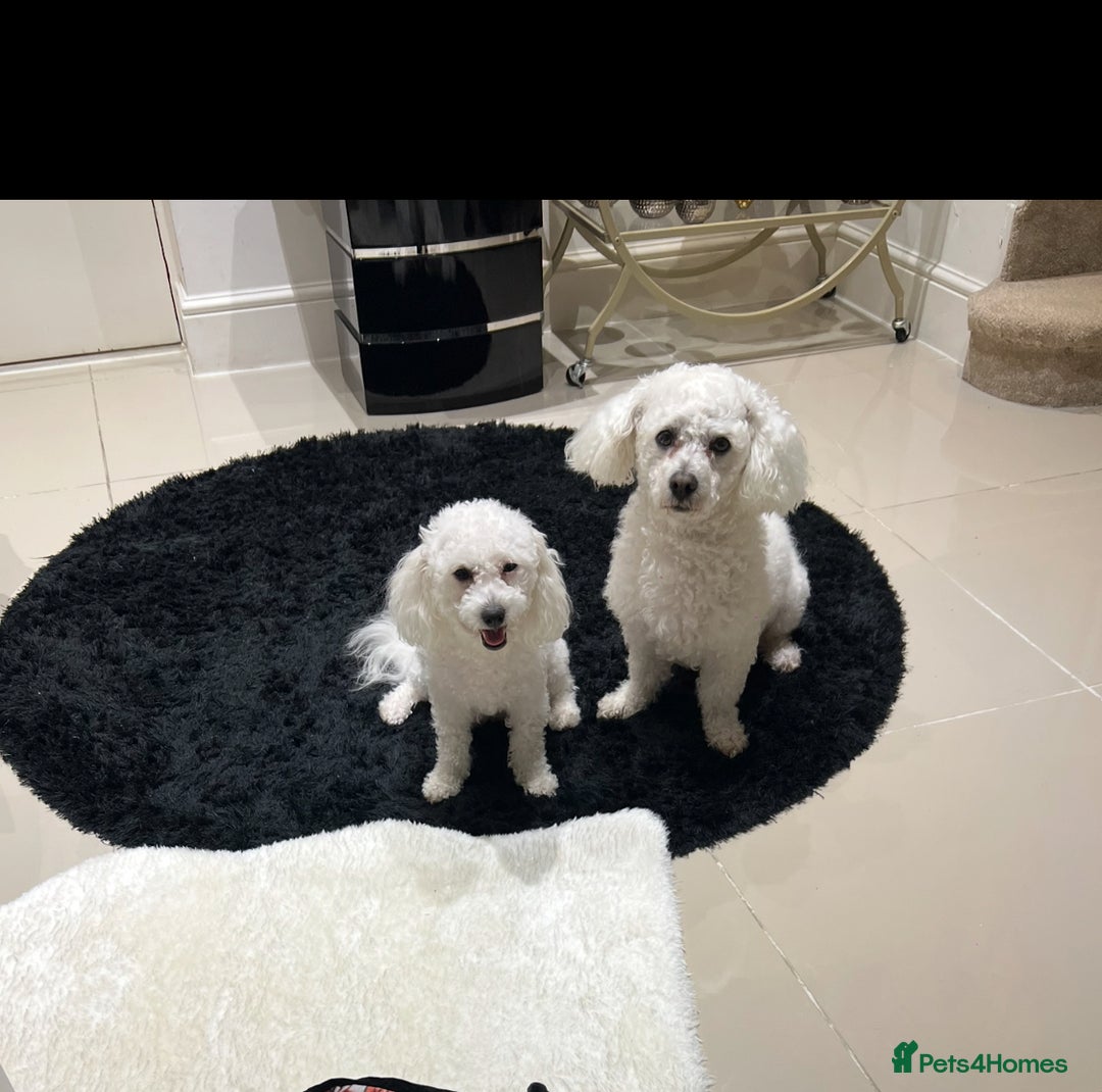 Bichon Frise dogs for sale: Pure Bichon Frise - Image 21