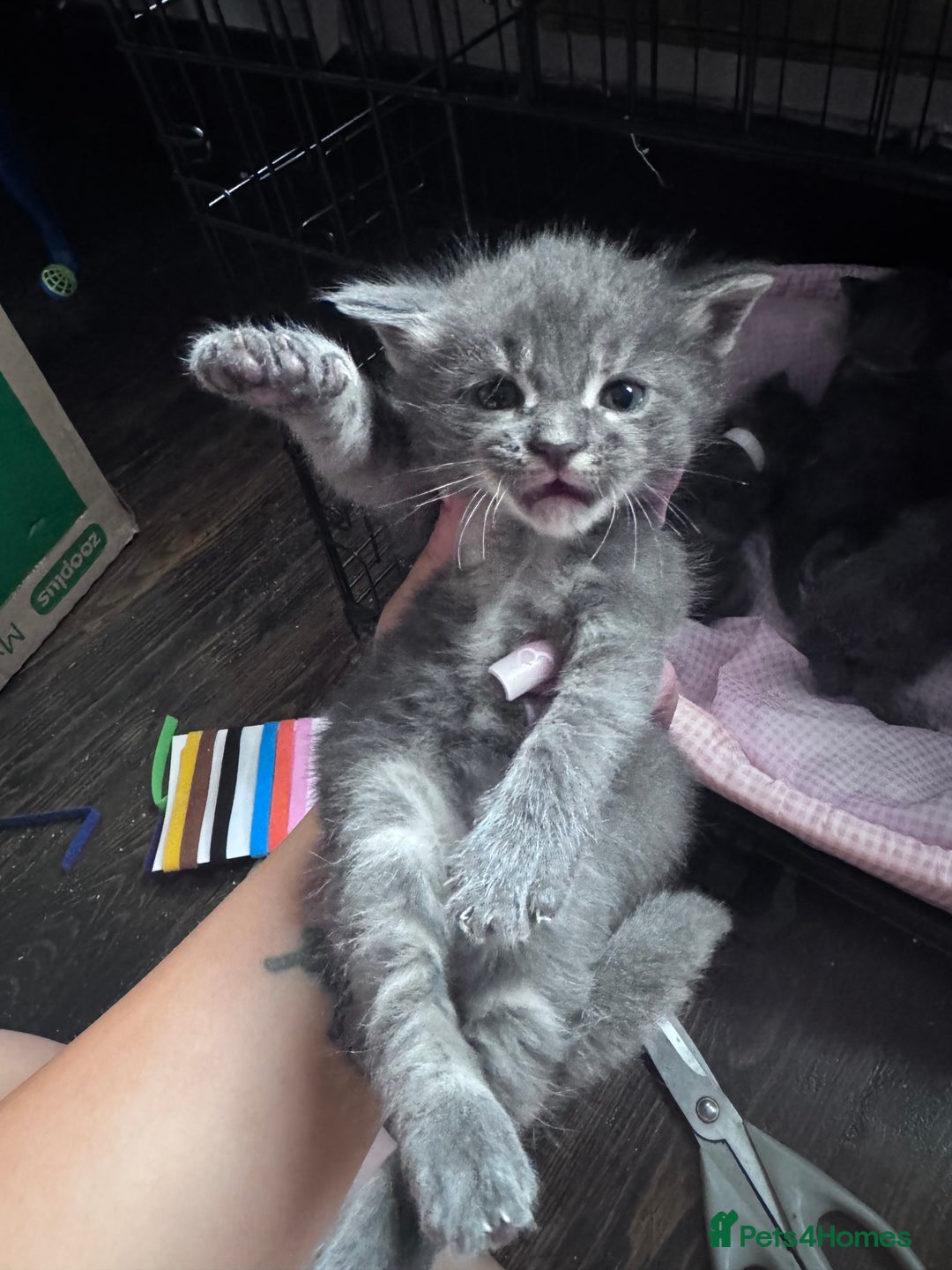 Maine Coon cats for sale: READY NOW Maine coon kittens  - Image 17