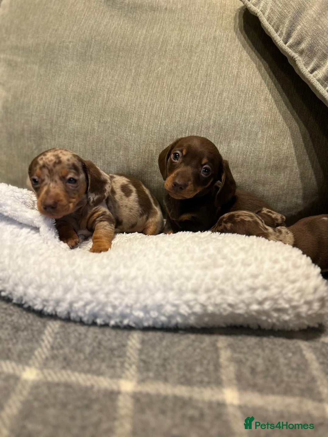 Miniature Dachshund dogs for sale: Stunning Miniature Dachshund Puppies-KC Registered - Advert 6