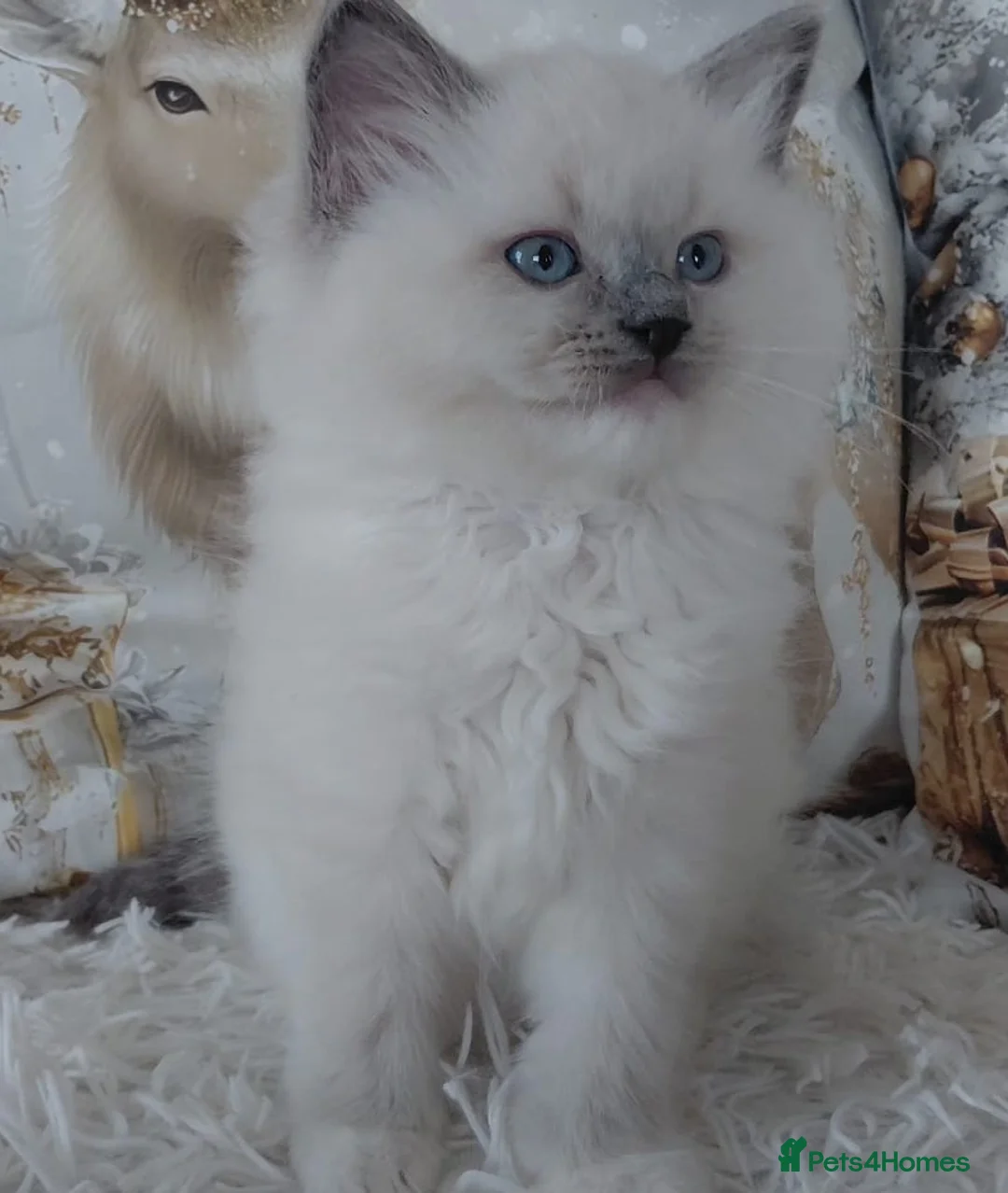 Ragdoll cats for sale: 💕BEAUTIFUL TICA REGISTERED RAGDOLLS KITTENS💕  - Advert 35