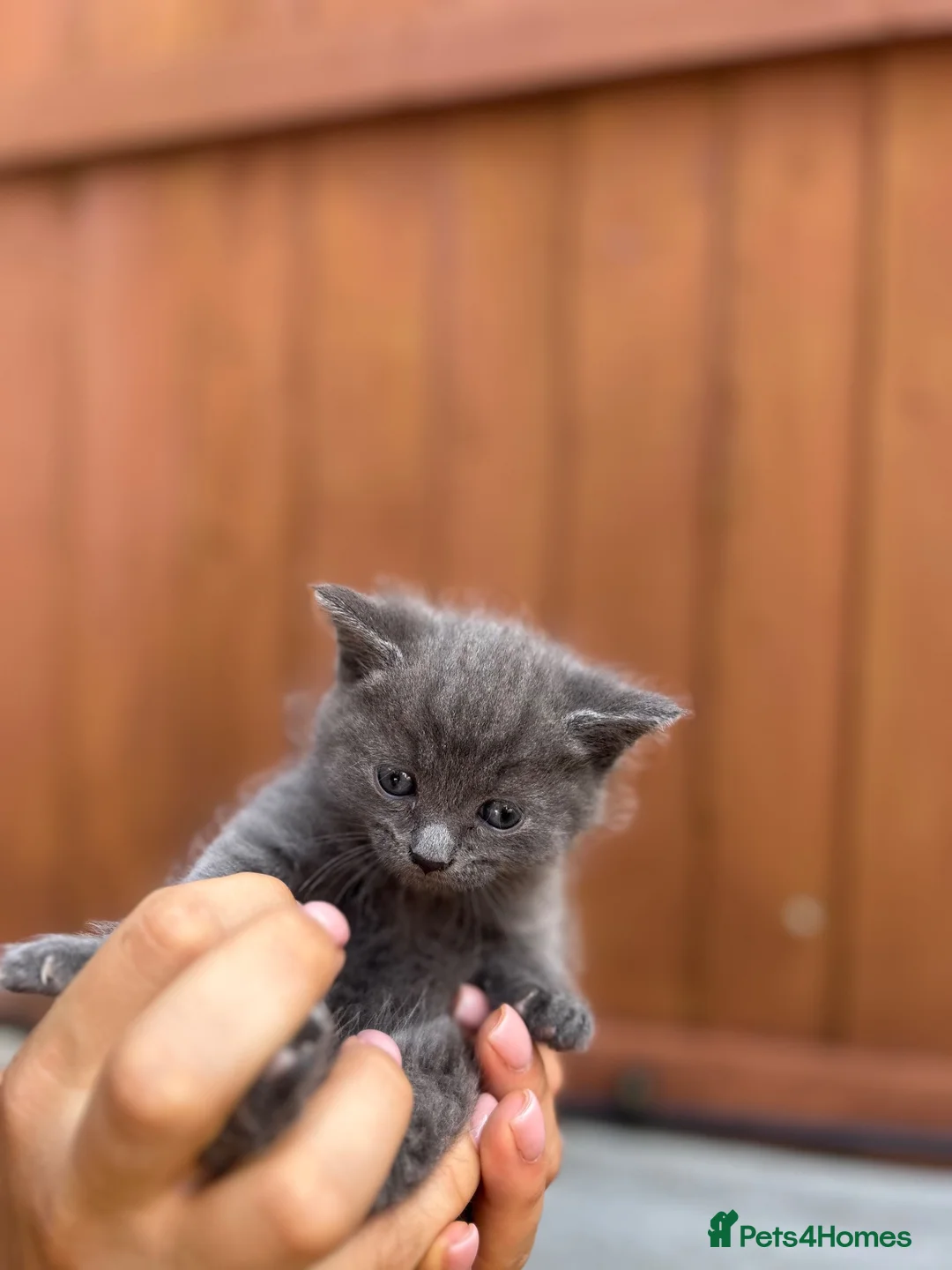 Russian Blue cats for sale: Russian blue male kitten for sale  in Chelmsford - Advert 1