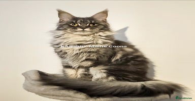 Maine Coon cats - Advert 6