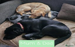 Labrador Retriever dogs for sale: Labrador Puppies for sale pedigree  - Image 23