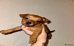 Jack Russell dogs for sale: Jack Russel puppies ready now! Dob is wrong - Image 11