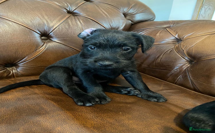 Patterdale Terrier dogs - Advert 5