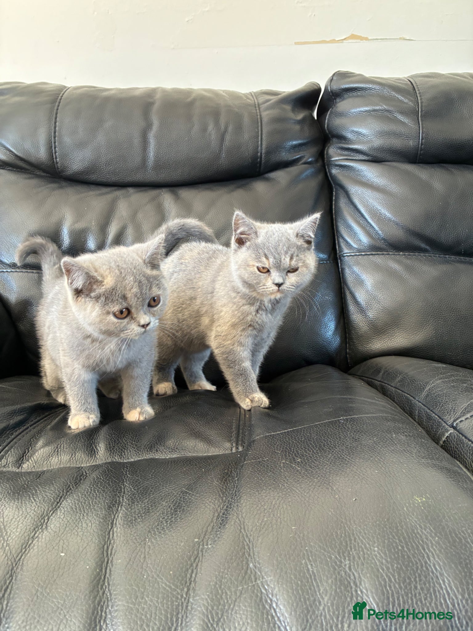 British Shorthair cats LAST 2 READY TO LEAVE £600 each!  - Advert 12