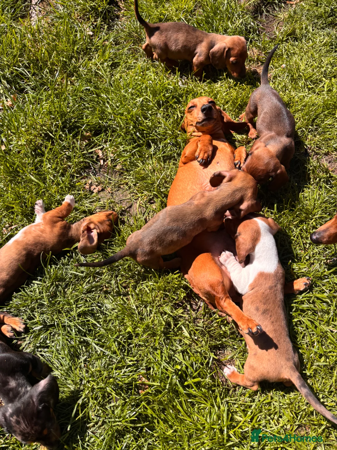 Miniature Dachshund dogs for sale: Miniature dachshund puppies piebald  - Advert 17