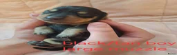 Miniature Dachshund dogs for sale: Miniature dachshund puppies for sale in spalding in Spalding - Advert 11