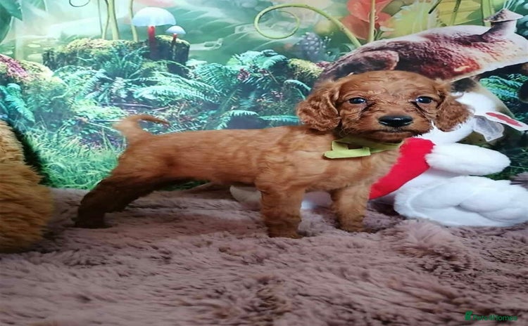 Mixed Breed dogs - Advert 1