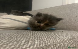 Ragdoll cats for sale: Ragdoll cats  - Image 14