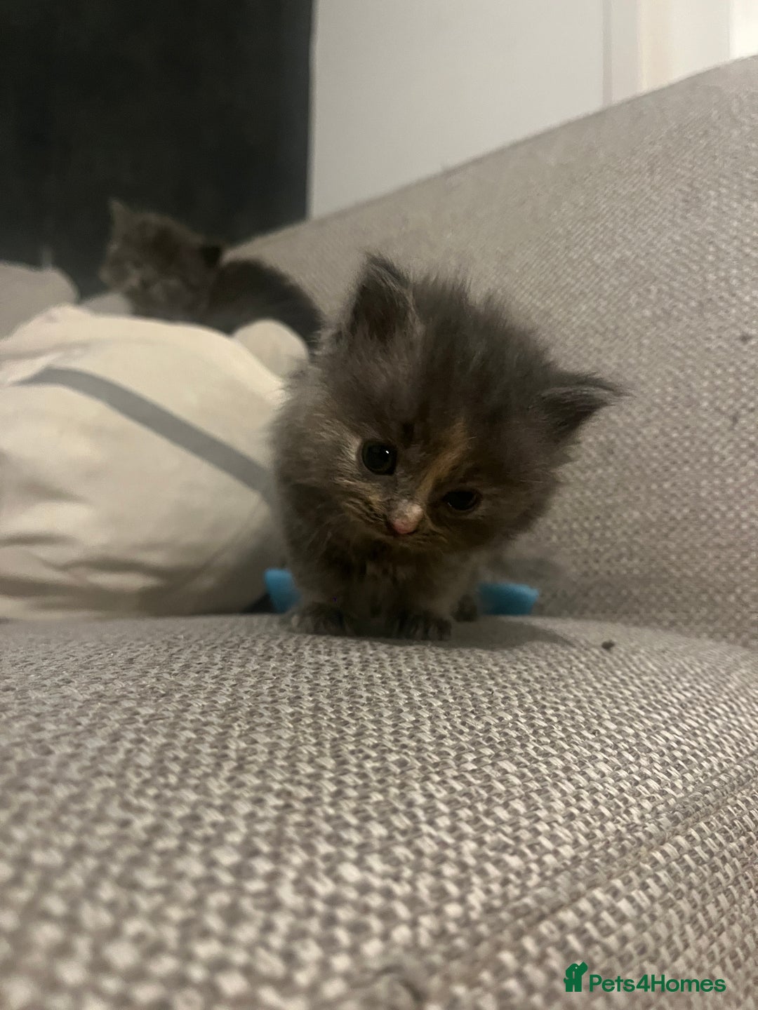 Ragdoll cats for sale: Ragdoll cats  - Image 14