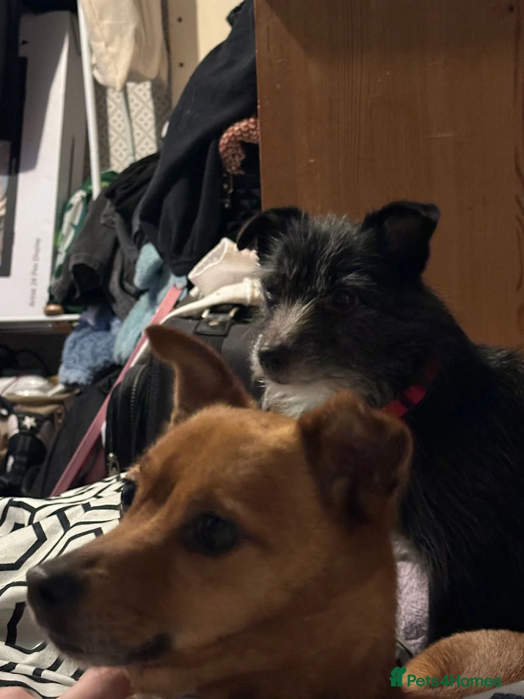 Mixed Breed dogs for sale: Celty and Dorothy (URGENT REHOMING) - Advert 5