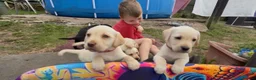 Labrador Retriever dogs for sale: ✨beautiful chunky pedigree Labradors✨ - Advert 9