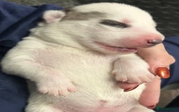 Siberian Husky dogs for sale: Rare piebald husky puppies have now arrived  - Image 6