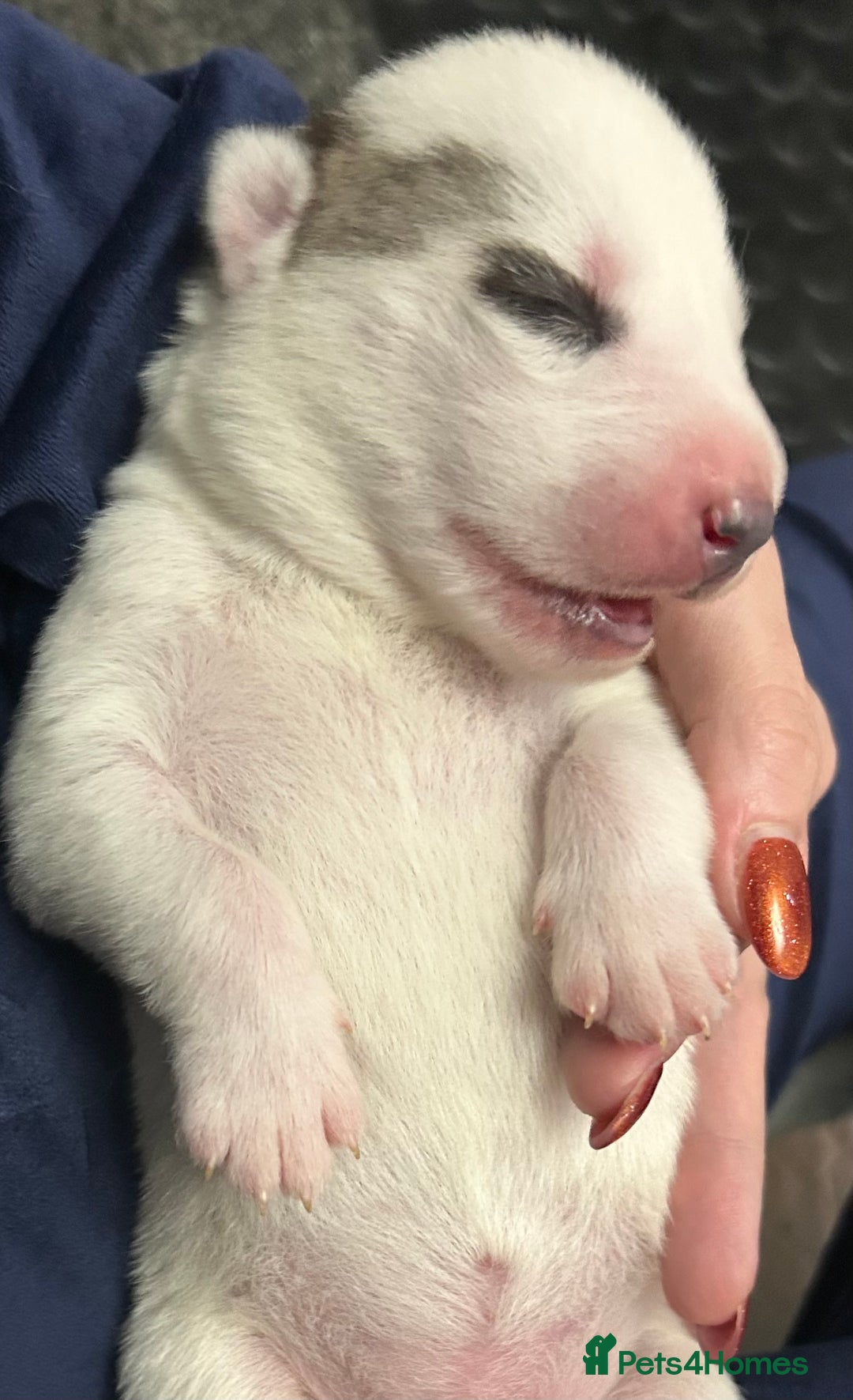 Siberian Husky dogs for sale: Rare piebald husky puppies have now arrived  - Image 6