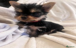 Yorkshire Terrier dogs for sale: Pure Yorkshire Terrier puppies for sale  - Image 7