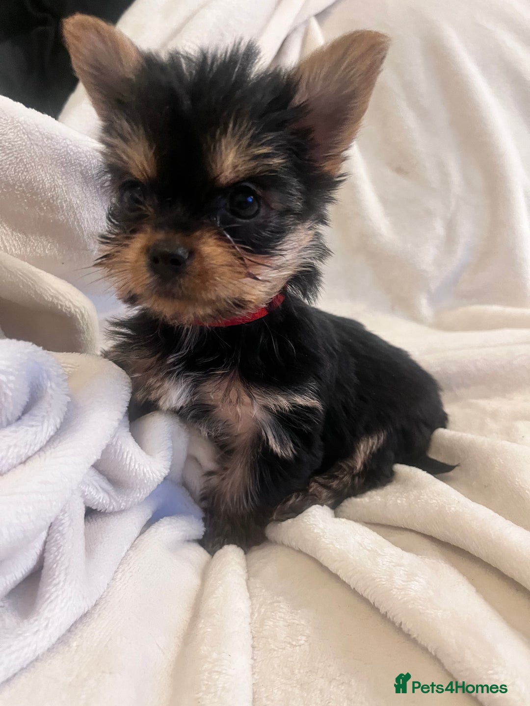 Yorkshire Terrier dogs for sale: Pure Yorkshire Terrier puppies for sale  - Image 7