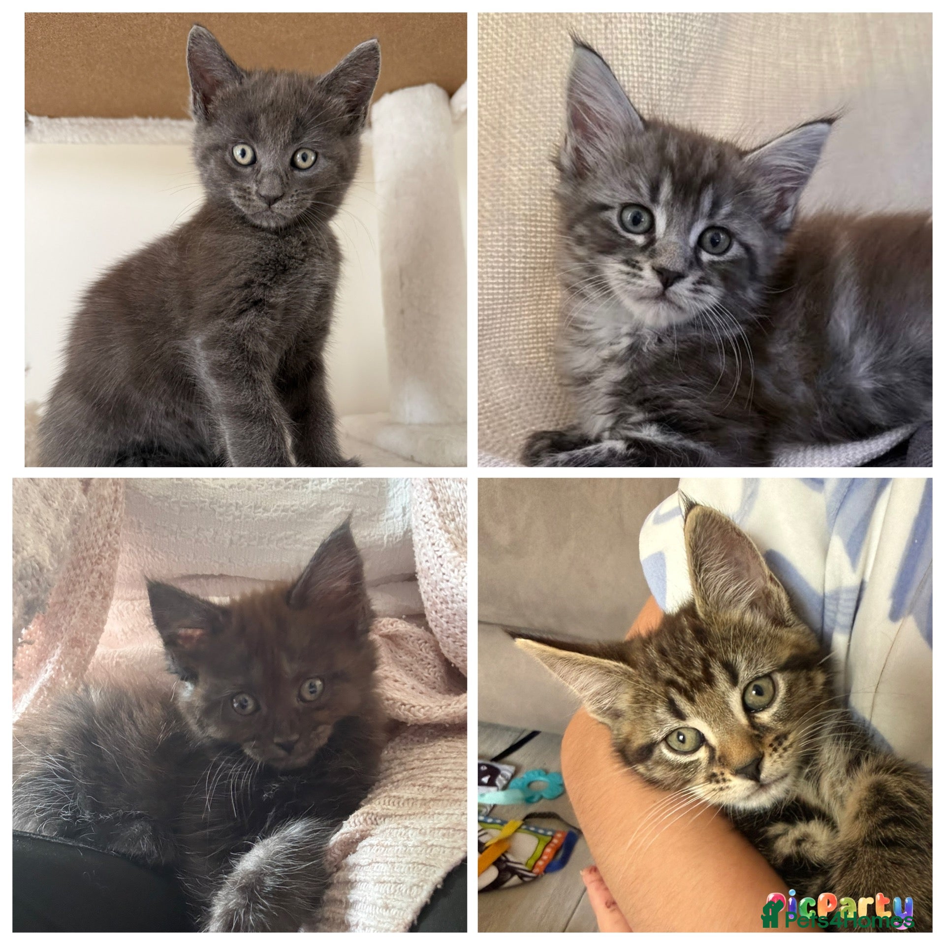 Maine Coon cats Beautiful 100% Maine Coon kittens - Advert 1