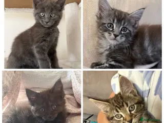 Maine Coon cats Beautiful 100% Maine Coon kittens - Advert 1