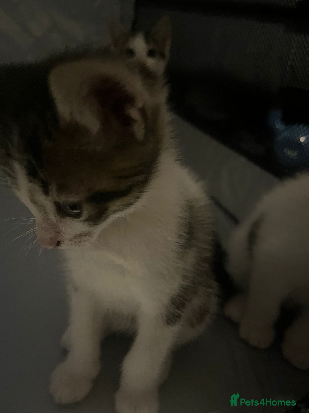 Tibetan cats for sale: Beautiful male kittens on sale - Advert 9