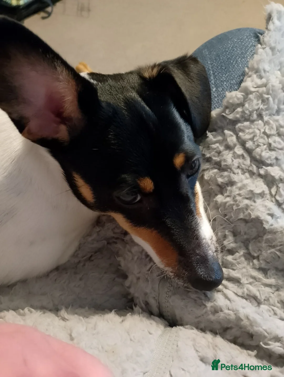 Jack Russell dogs for sale: female jackrussel rosie  - Advert 1