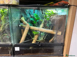 Gecko reptiles Neon Day Gecko group - Advert 1