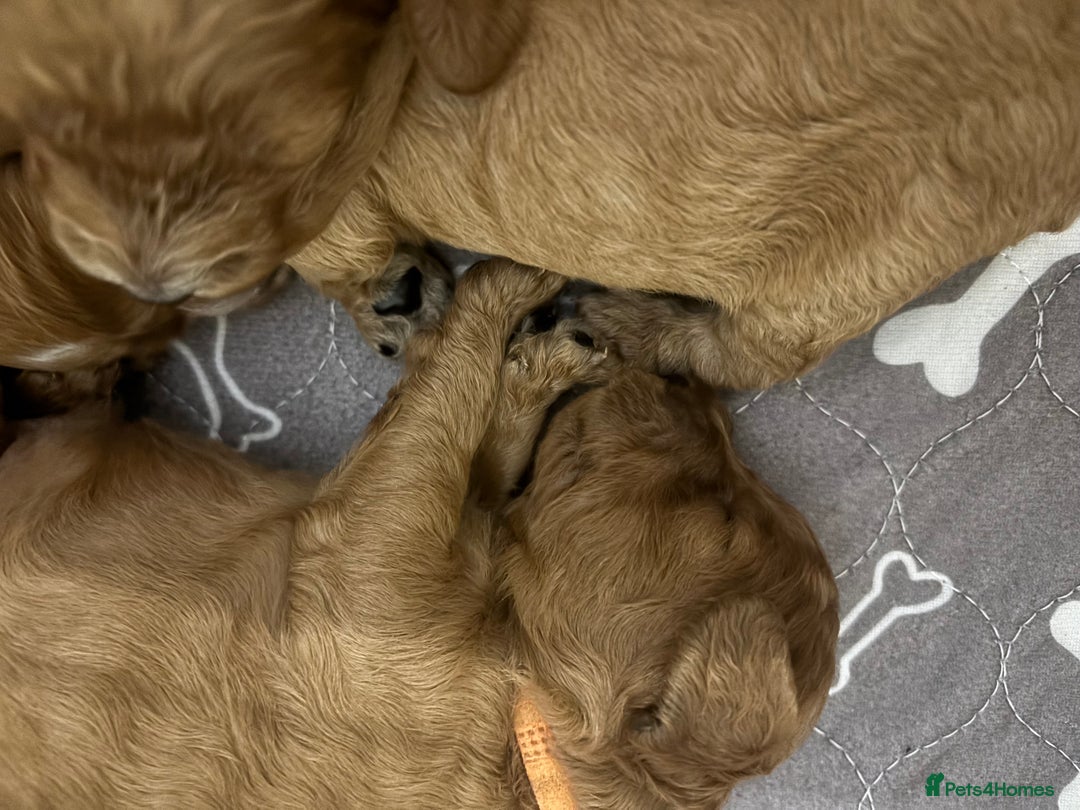 Cockapoo dogs for sale: Cockapoo Puppies  - Image 10
